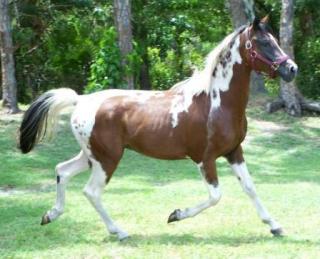 Deckanzeige Araber Pinto reinerbig Tobiano 99,4 AV Anteil 