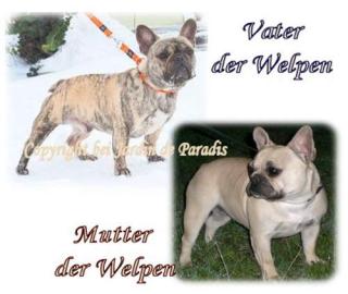 Französische Bulldoggen  Reverseträger 