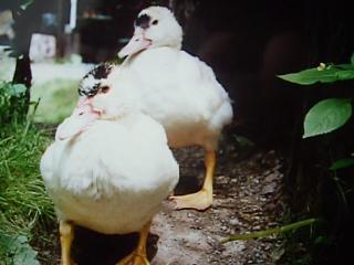 Übernehme Enten