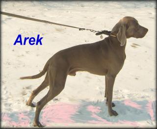 Weimaraner Deckrüde