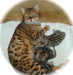 Bengal-Katzen zum Verkauf