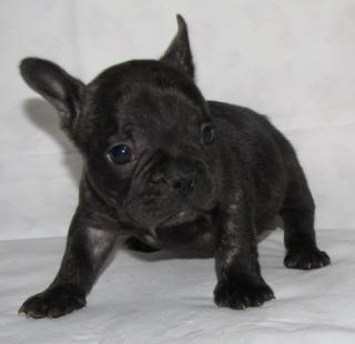 French Bulldoggen