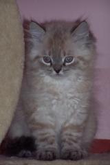 Bildschöne Perser-Colorpoint Kitten