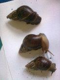 Achat Schnecken (achatina-fulica)