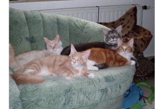 Maine Coon Katerchen