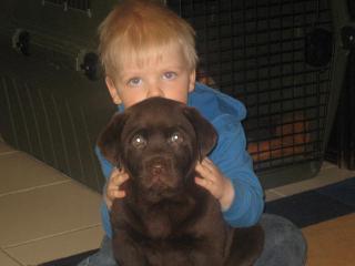Labrador Welpen in allen Farben aus Familienzucht !