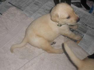 Zwei Labrador Welpen für gute Immobilien