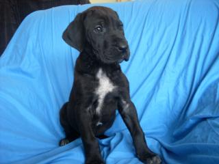 Deutsche Dogge Welpen suchen ein Zuhause