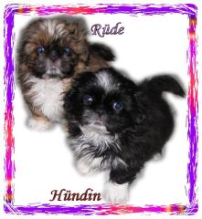Shih Tzu Mix welpen