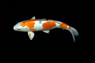 Kaltwasserfische-Teichfische-Biotopfische online kaufen / Fa.Fördefisch