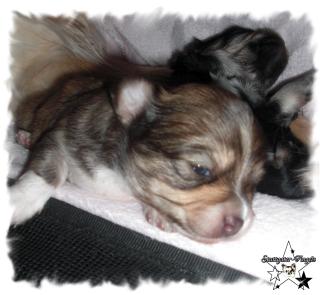 Wunderschöner und Typvoller Chihuahuawelpe mit Stammbaum