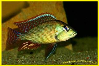 Malawi Cichliden