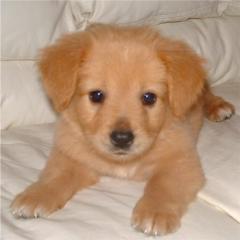 Liebevoll Golden Retriever  Welpen