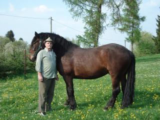 Süddeutsches Kaltblut  