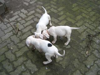 Dogo Argentino in liebevolle Hände abzugeben