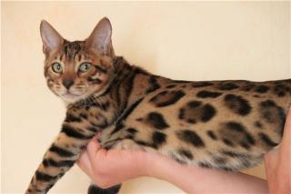 Bengalkatzen,Bengalen,Bengalkatze