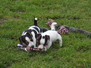 Jack Russell Welpen