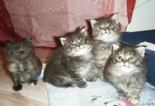 Maine Coon Kitten