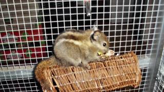 Chessy sucht ein neues Zuhause