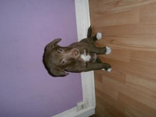 Labradormix welpen