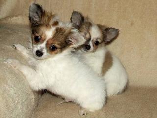 Wunderschöner merle Chihuahua - Edelmix - Welpe
