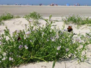 Ferienwohnungen mit Sauna an der Nordseeküste
