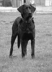 Wunderbare Familienschutzhunde