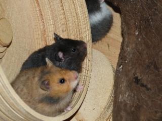 Hamsterkäufe