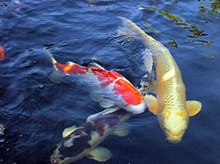 Koi Karpfen high Qualität Japan Koi Koifutter Koi Teichpumpen