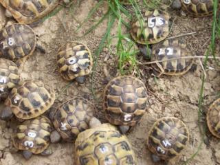 Griechische Landschildkröten