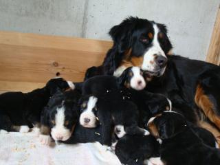 Berner Sennenhund Welpen