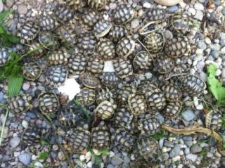 Griechische Landschildkröten 2021 Breitrandschildkröten 2021/2012