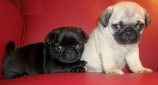 Mops Welpen braucht ein gutes Zuhause.    