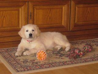 Familiäre Golden Retriever Hobbyzucht im Fränkischen Saaletal!