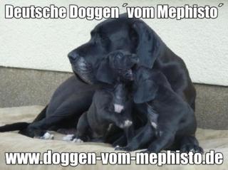 Seit 1979 - Deutsche Doggen  vom Mephisto 