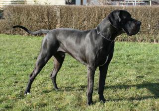 Hundecoach-Thaler