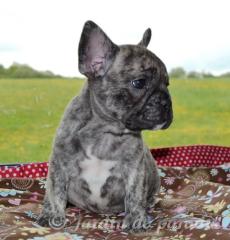 Freiatmende gesunde Französische Bulldoggen Welpen zu ende Mai