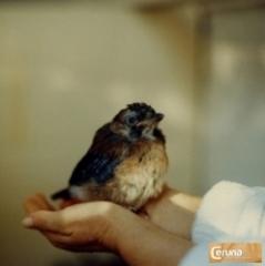 Nutzen Sie ein 15min Gratisgespräch und Testen Sie Saba bei Ceruna!!!