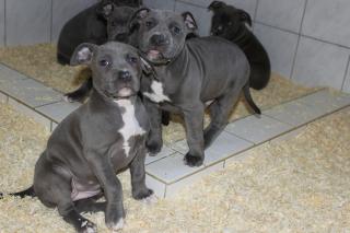 Pitbull Blue Line Welpen