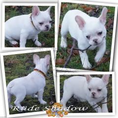 Shadow Französischer Bulldoggen Rüde mit Pap.