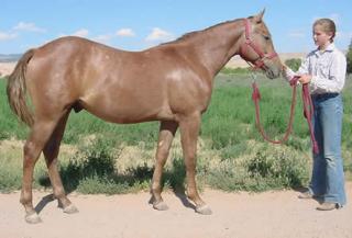 Quarter Horse, Sehr glatte Gangarten und schon ein geiler Galopp! Tolles Tempera