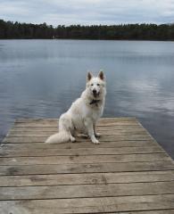 Weisser Schweizer Schäferhund    Deckrüde   KEIN VERKAUF!
