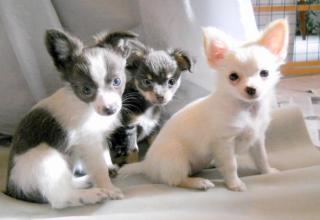 Wunderschöne MINI Chihuahua Welpen