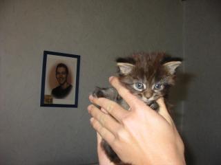 Reinrassige Maine-Coon
