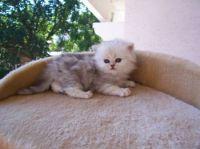 Silver shaded Katerchen sucht