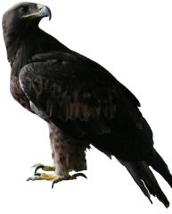 Greifvögel: Falken, Habichte und Adler