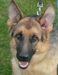 Schäferhund, Hündin