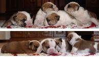 Englisch Bulldog Welpen