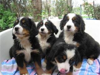 Berner Sennen