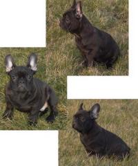 Französische Bulldoggen